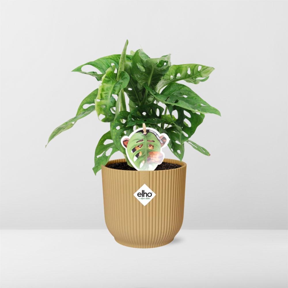Monstera 'Monkey Leaf' in ELHO Vibes Fold 14cm geel