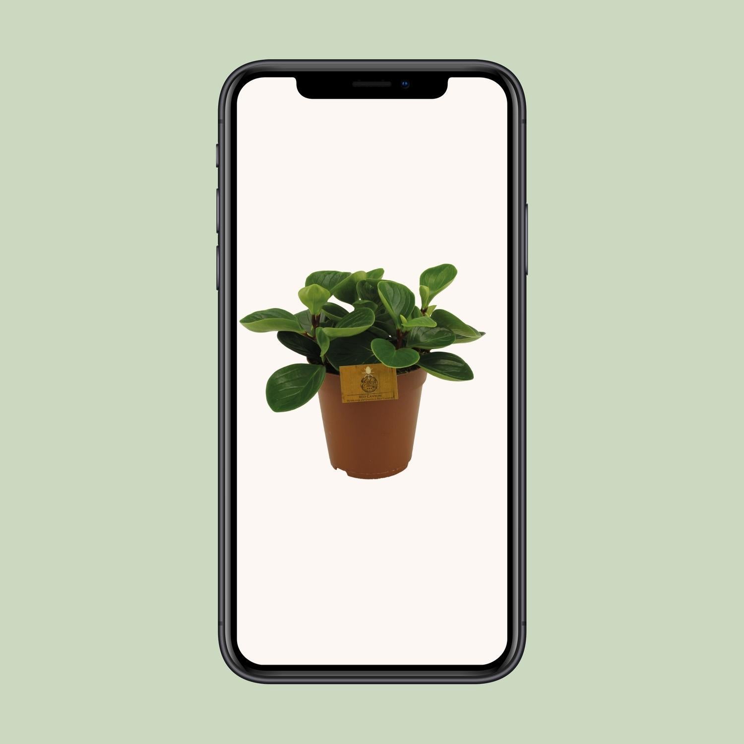 Peperomia Rode Canyon - Ø15cm - ↕25cm