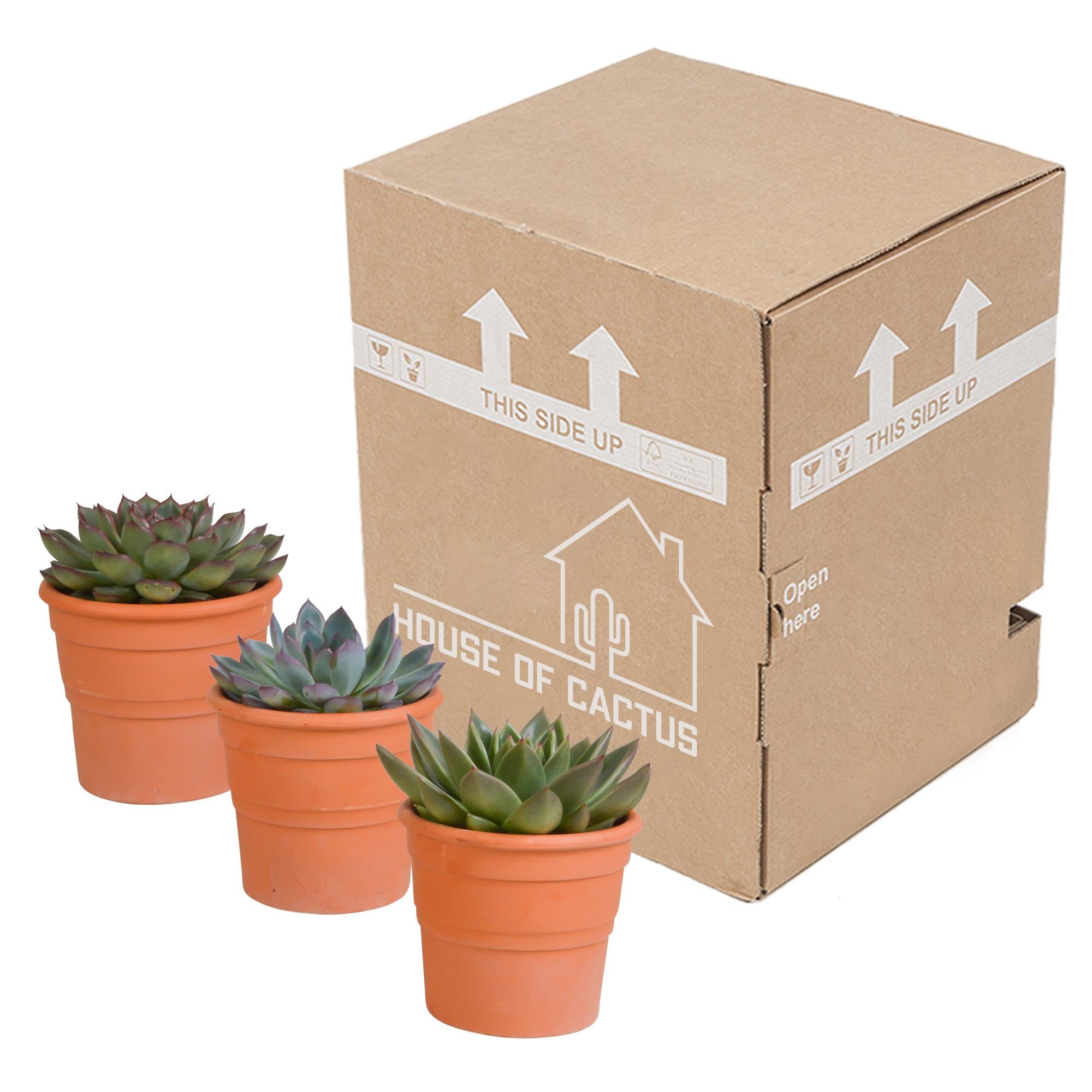 Echeveria mix 10,5 cm - 3x - in terracotta pot