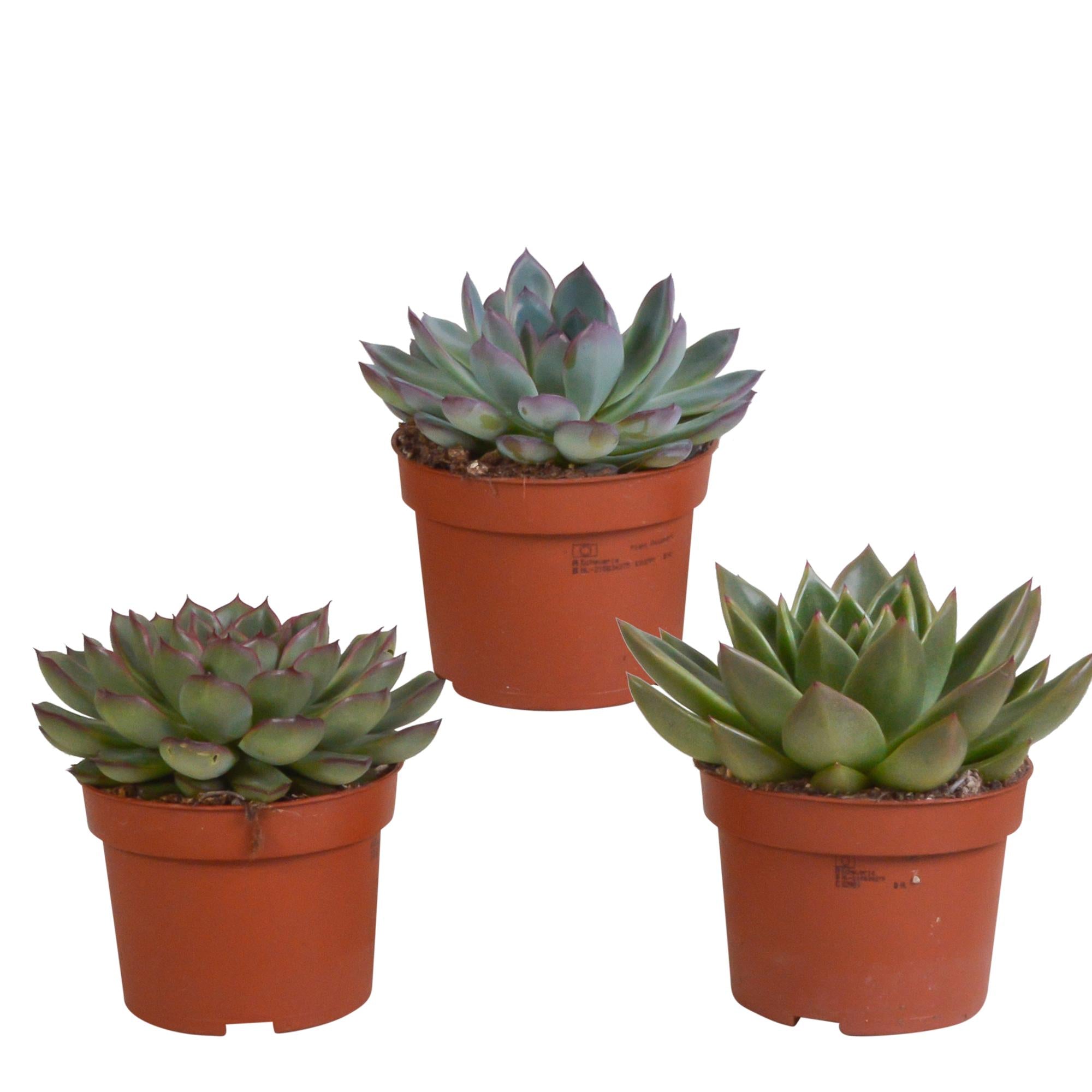 Echeveria mix 10,5 cm - 3x - zonder pot