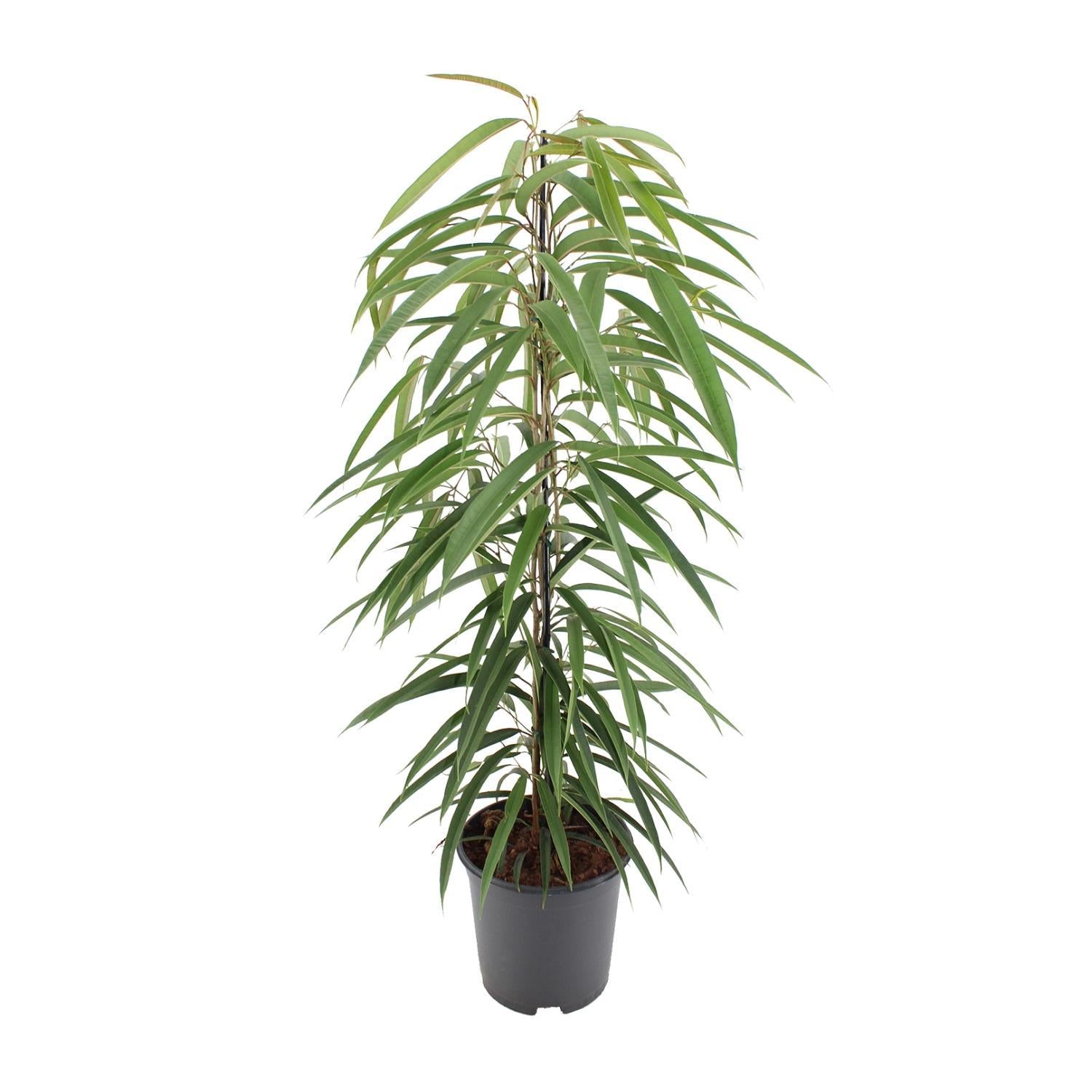 Ficus Binnendijkii Alii - 80cm - 21Ø