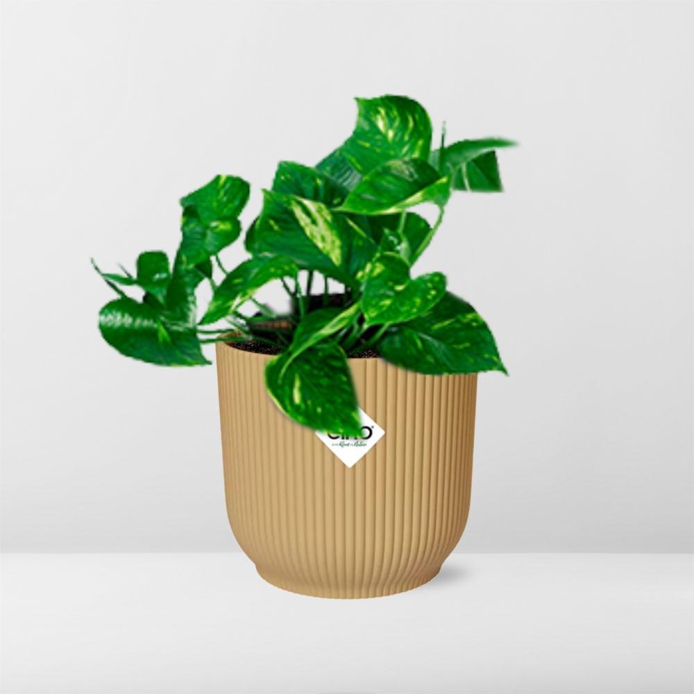 Epipremnum Pinnatum 'Aureum' in ELHO Vibes Fold 14cm geel
