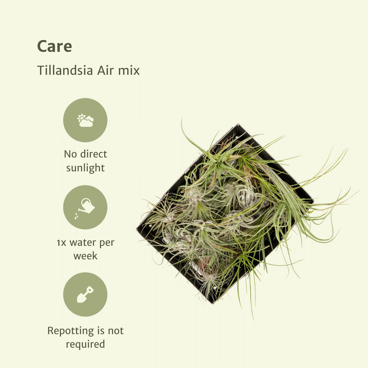 Tillandsia Airmix - 5 stuks - 6 cm - ø6