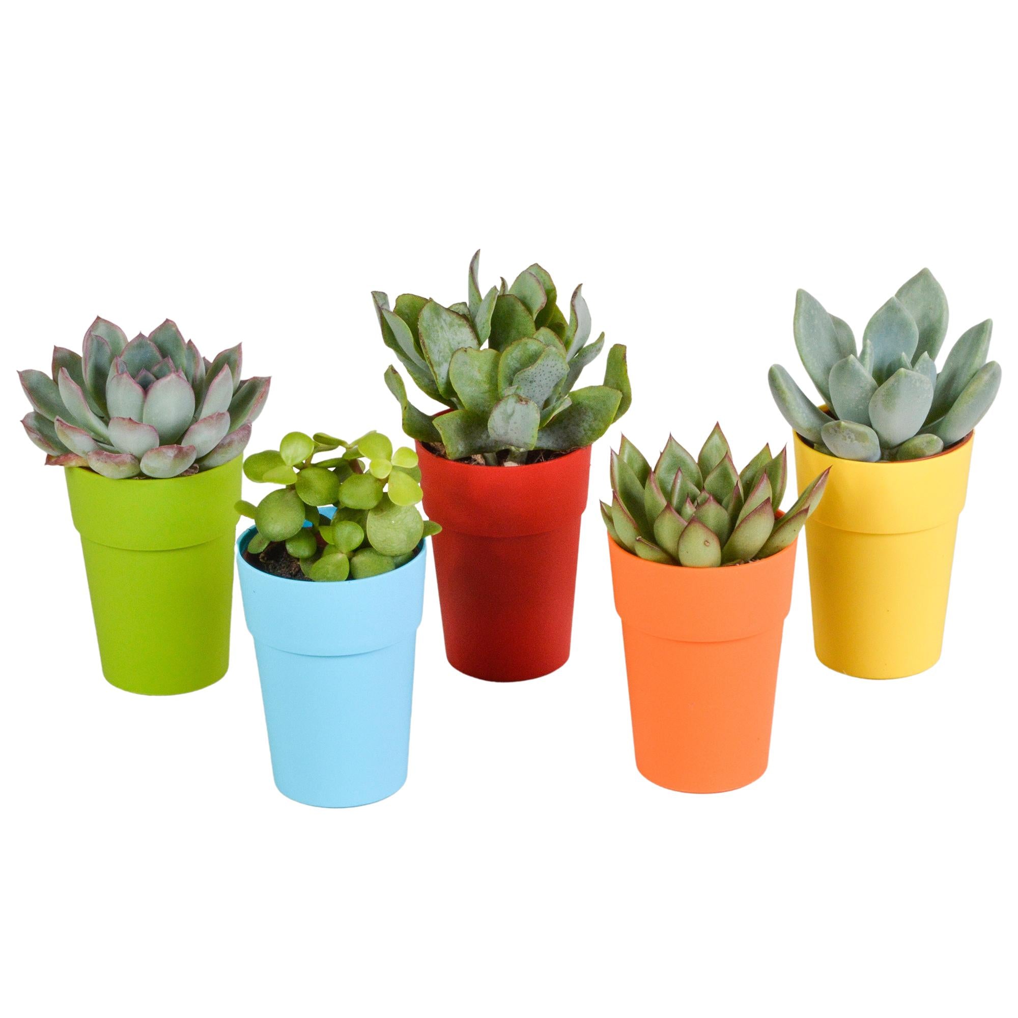 Vetplantenmix 5,5 cm - 5x - in kunststof pot
