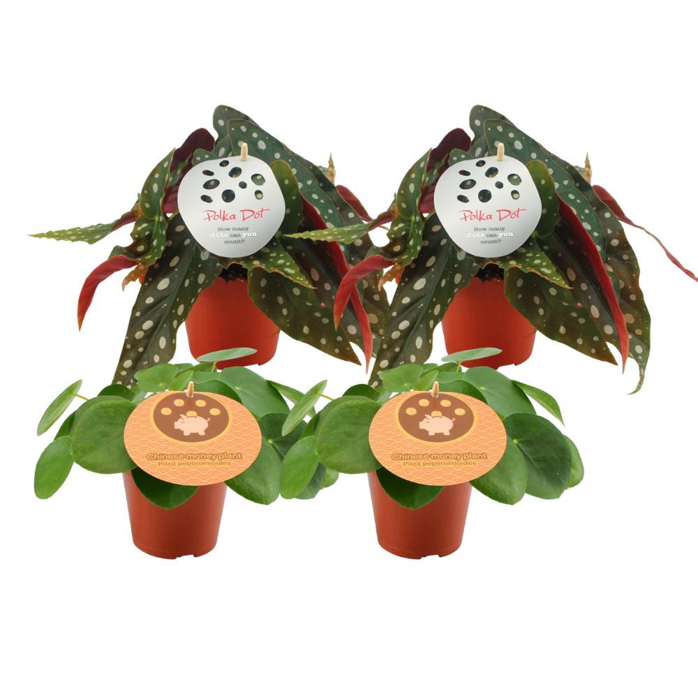 2x Pilea Peperomioides + 2x Begonia Maculata - 4 Stück - Ø12cm - ↕20cm