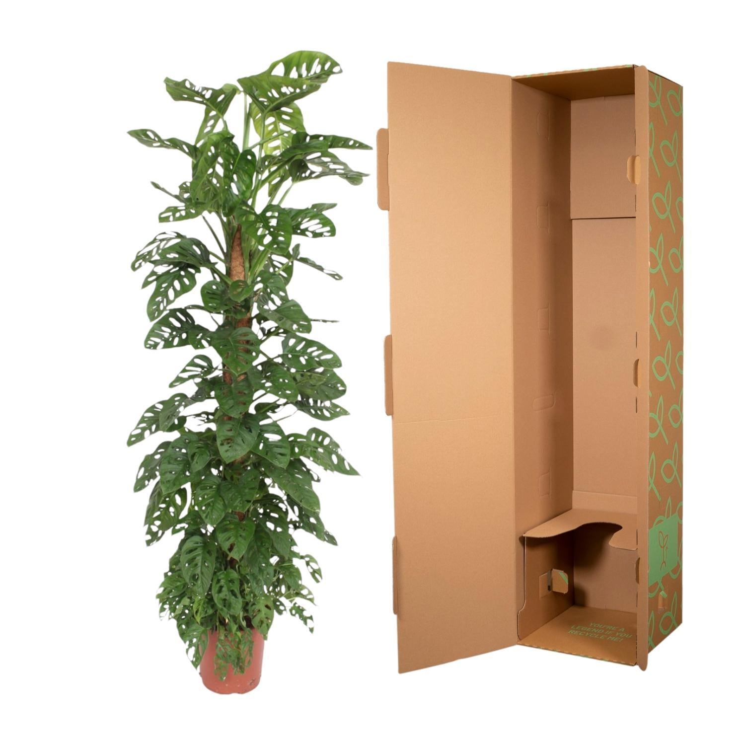 Monstera Monkey Leaf-mosstok - 180 cm - ø27