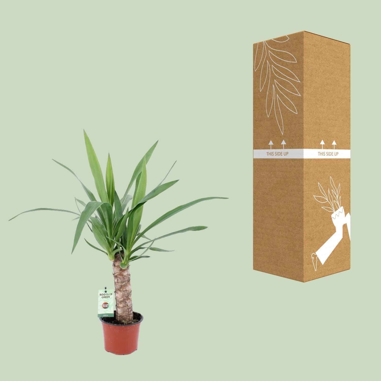 Yucca-Ø12cm - ↕50cm