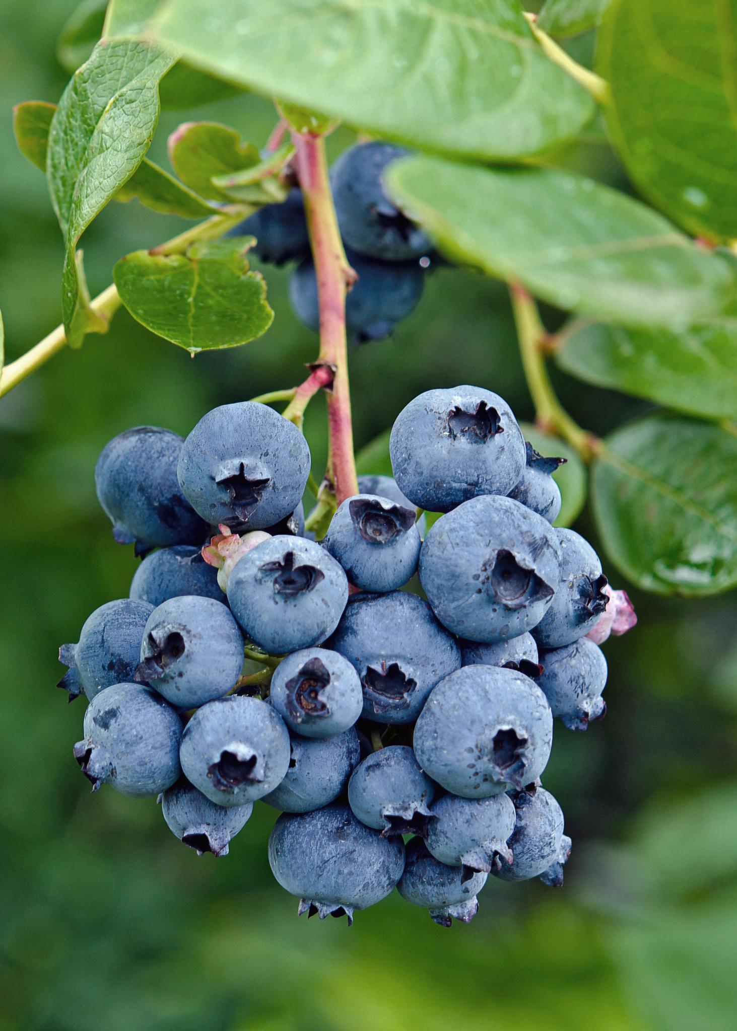 Vaccinium corymbosum 'Reka' - Blauwe bes