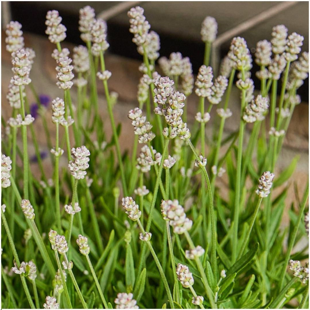 12 x 6 pack Lavendel angustifolia wit - 72 x Ø7 cm - ↕15 cm