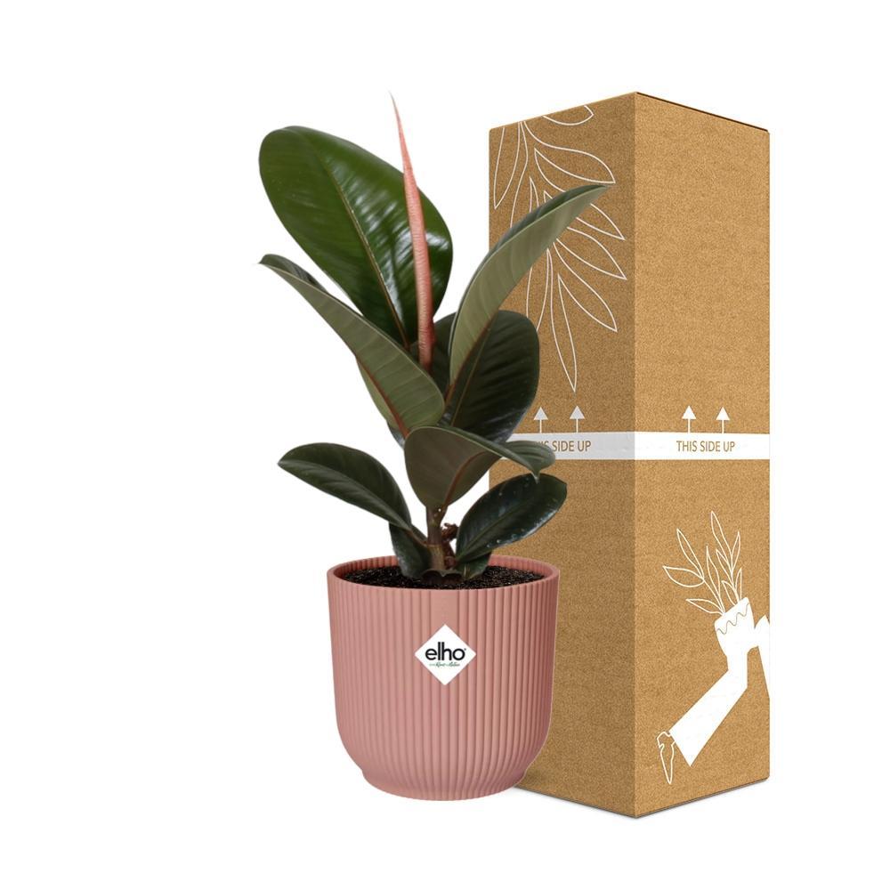 Ficus Elastica 'Robusta' in ELHO Vibes Fold 14cm roze