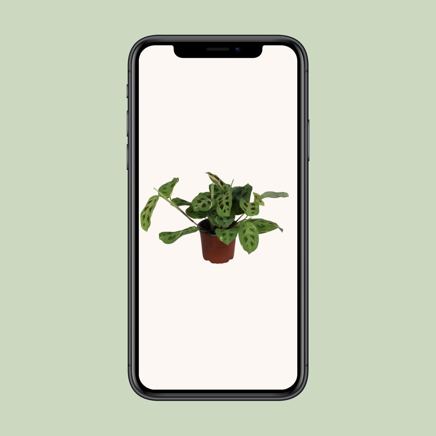 Maranta Leuconeura Tovenaar Variegata - Ø12cm - ↕30cm