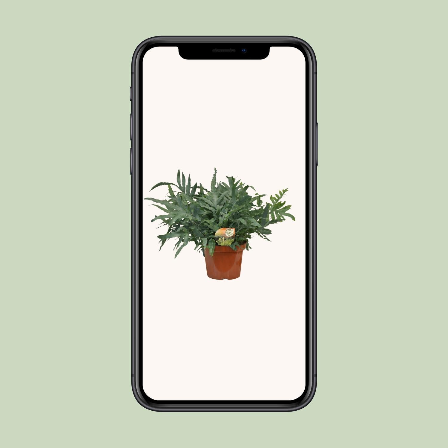 Phlebodium Blauwe Ster - Ø26 ↕80