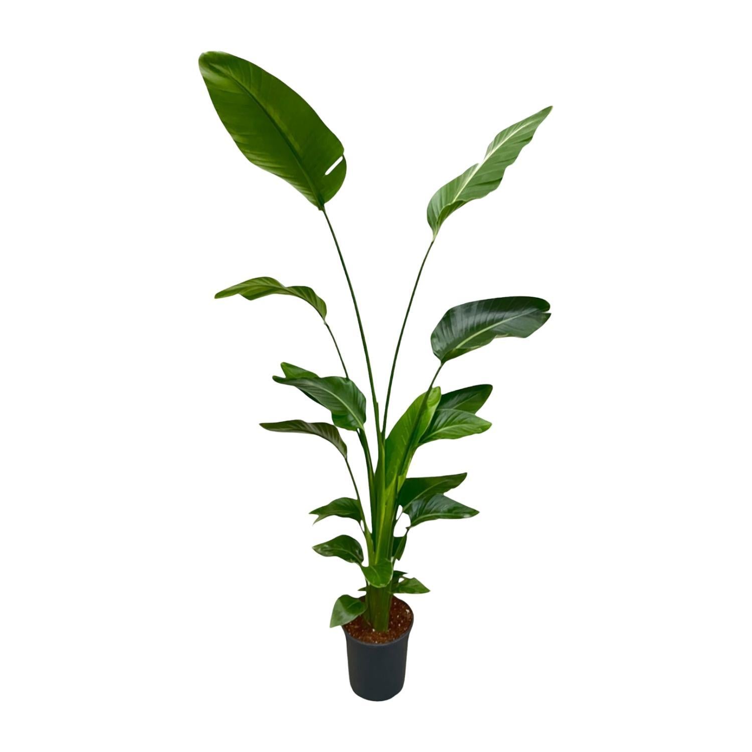 Strelitzia Nicolai - 170 cm - ?21