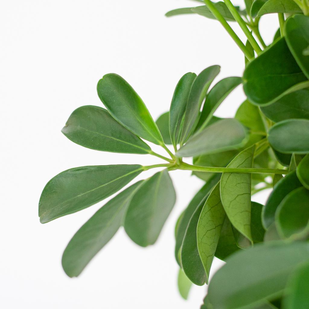 Schefflera Arab Nora met Mand Lissabon wit - 80cm - Ø19