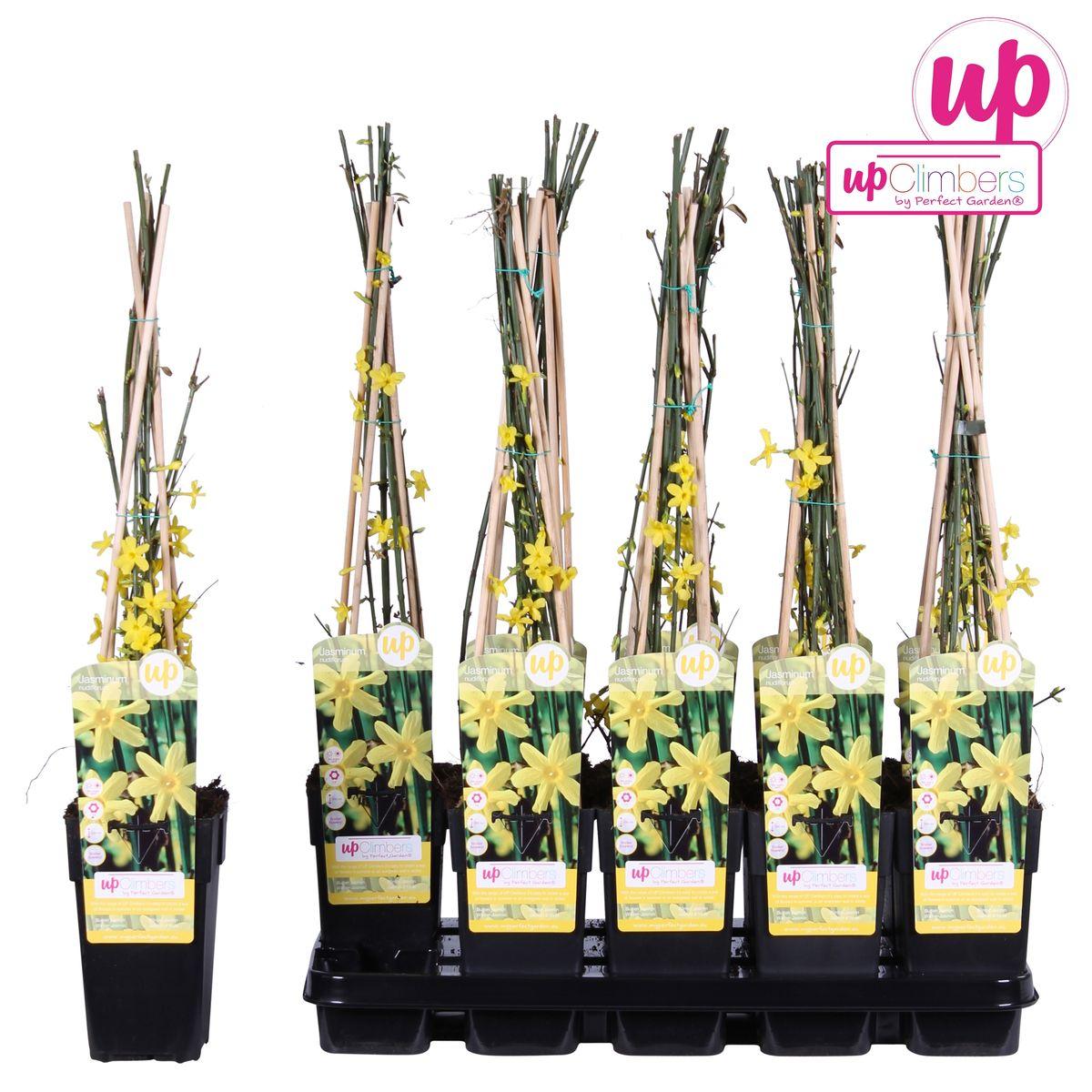 Jasminum nudiflorum -?65cm - Ø15