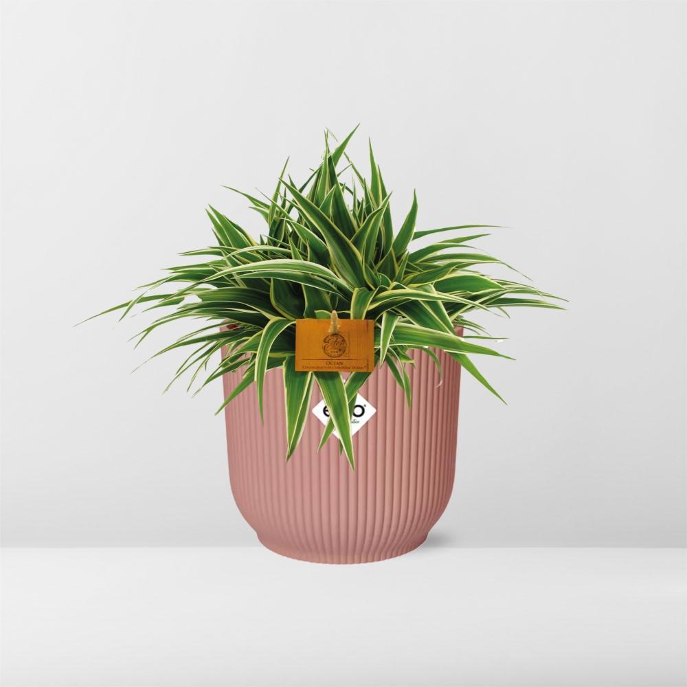 Chlorophytum Ocean 15cm in ELHO Vibes Fold 16cm rond delicaat roze