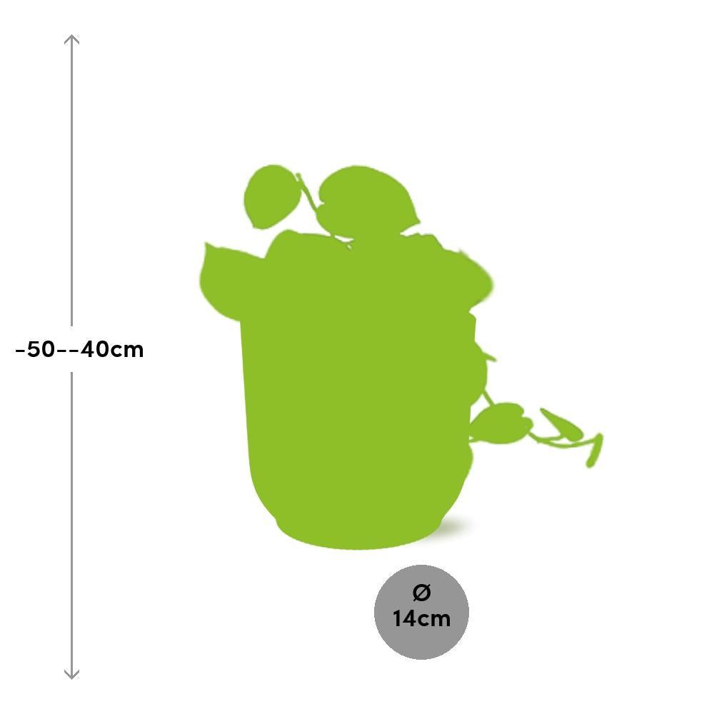 Scindapsus Pictus 'Argyraeus' in ELHO Vibes Fold 14cm geel