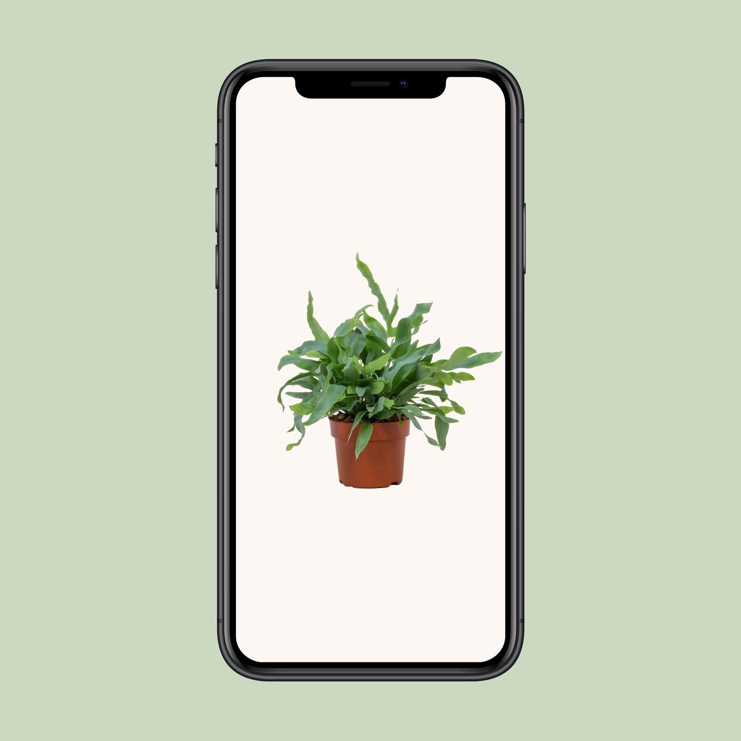 Phlebodium Blauwe Ster 12cm - Ø12cm - ↕32cm