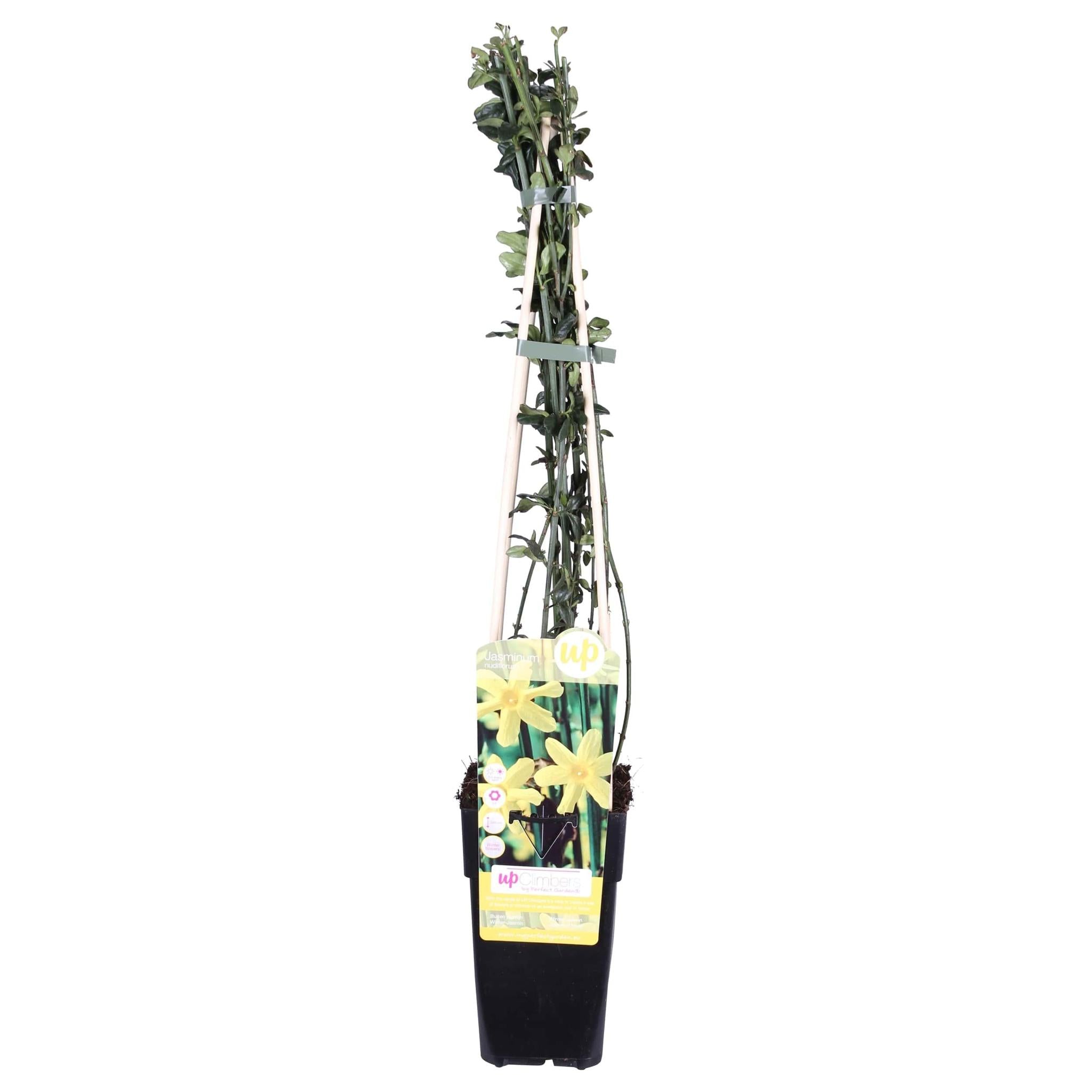Jasminum nudiflorum -?65cm - Ø15