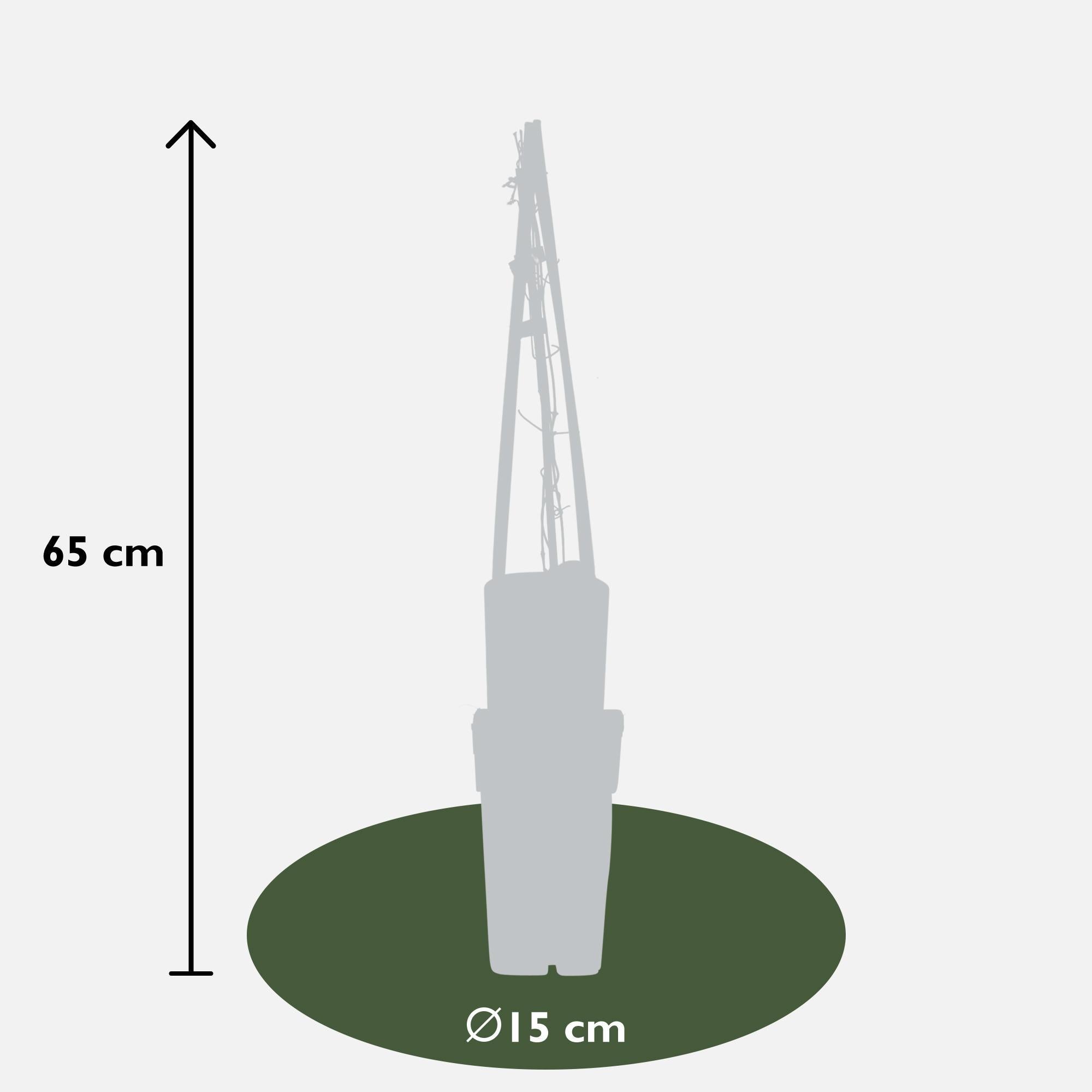 Clematis Multi Blauw - Clematis Blauw