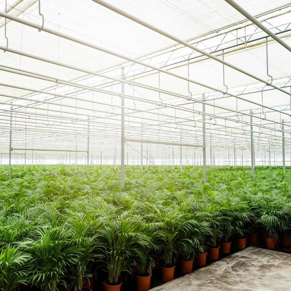 Arecapalm - Ø24cm - ↕130cm