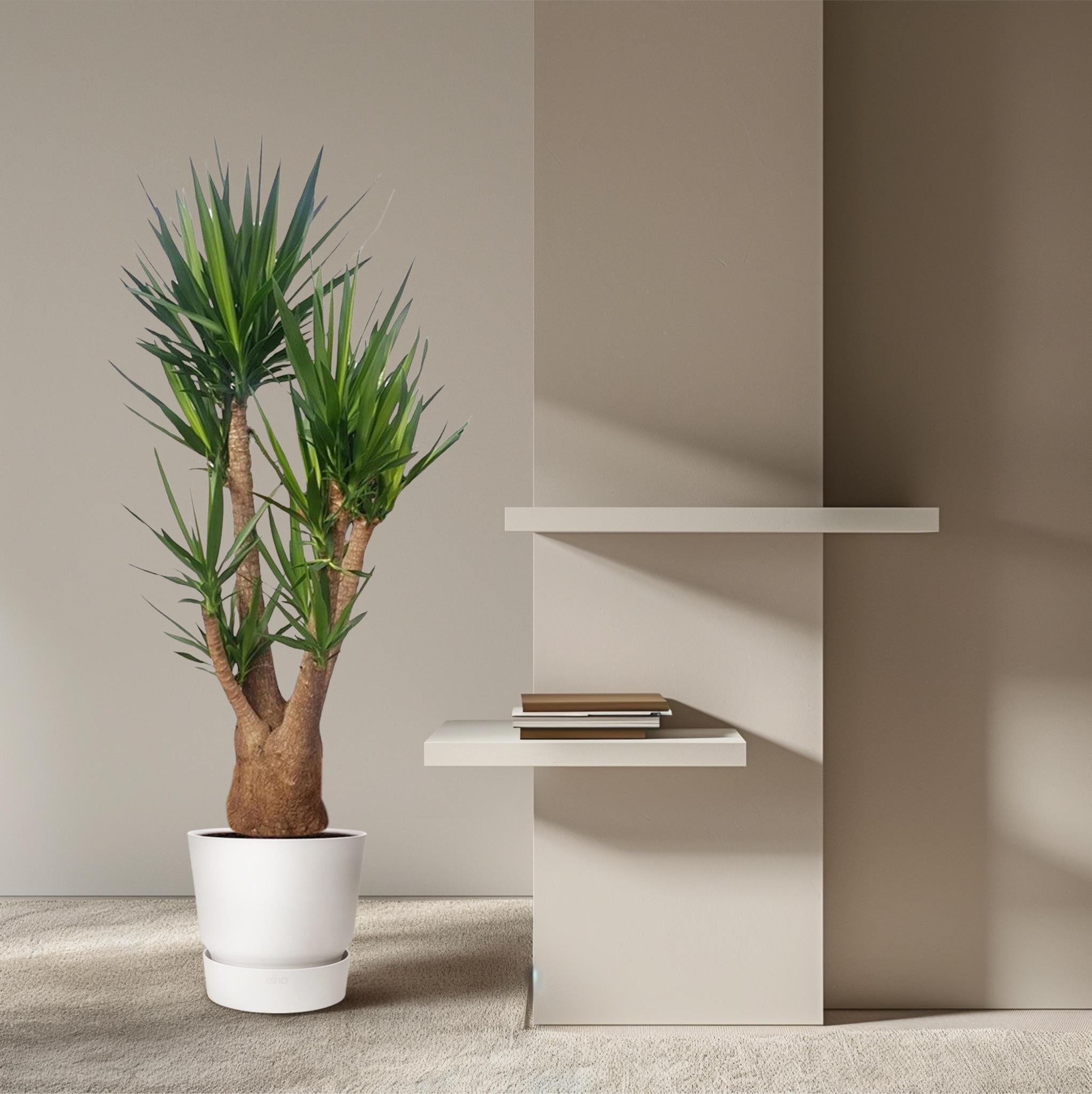Yucca Elephantipes vertakt - 190 cm - ø55