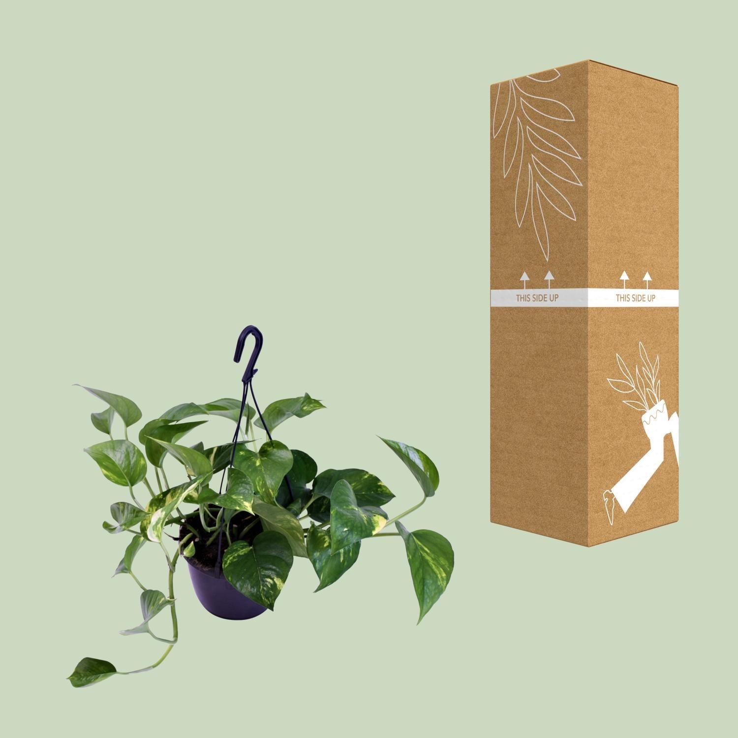 Epipremnum Aureum - Ø15cm - ↕30cm