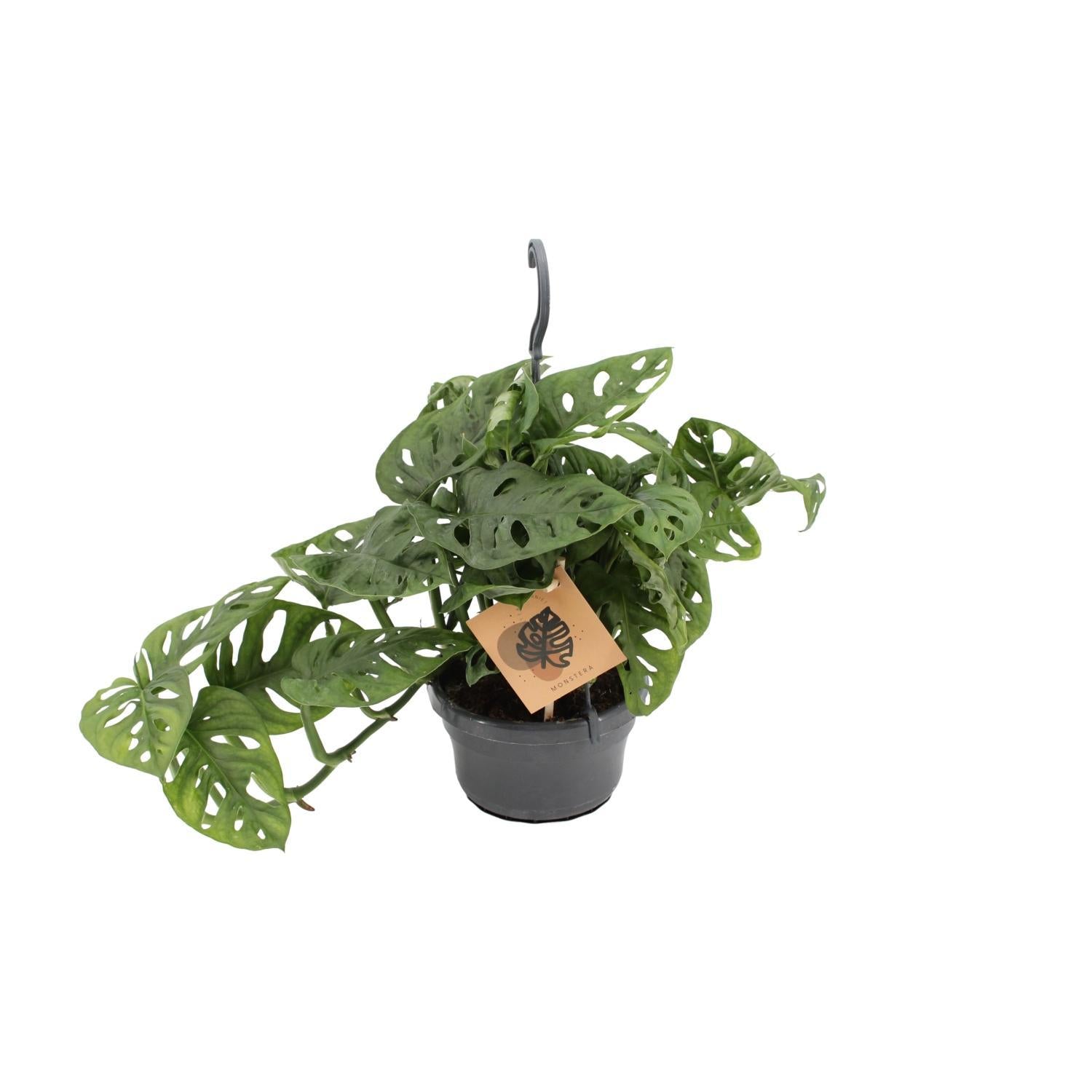 Monstera Aap - Ø14cm - ↕30cm