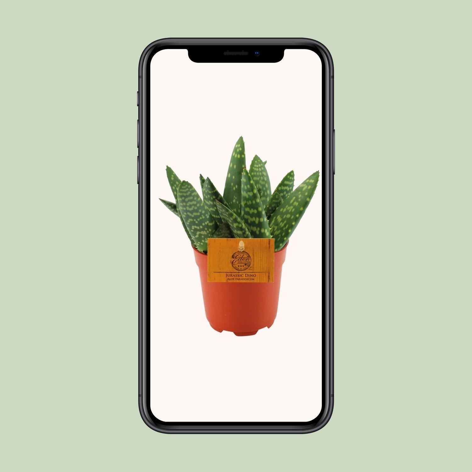 Aloë Paradisicum - Ø10,5 ↕15