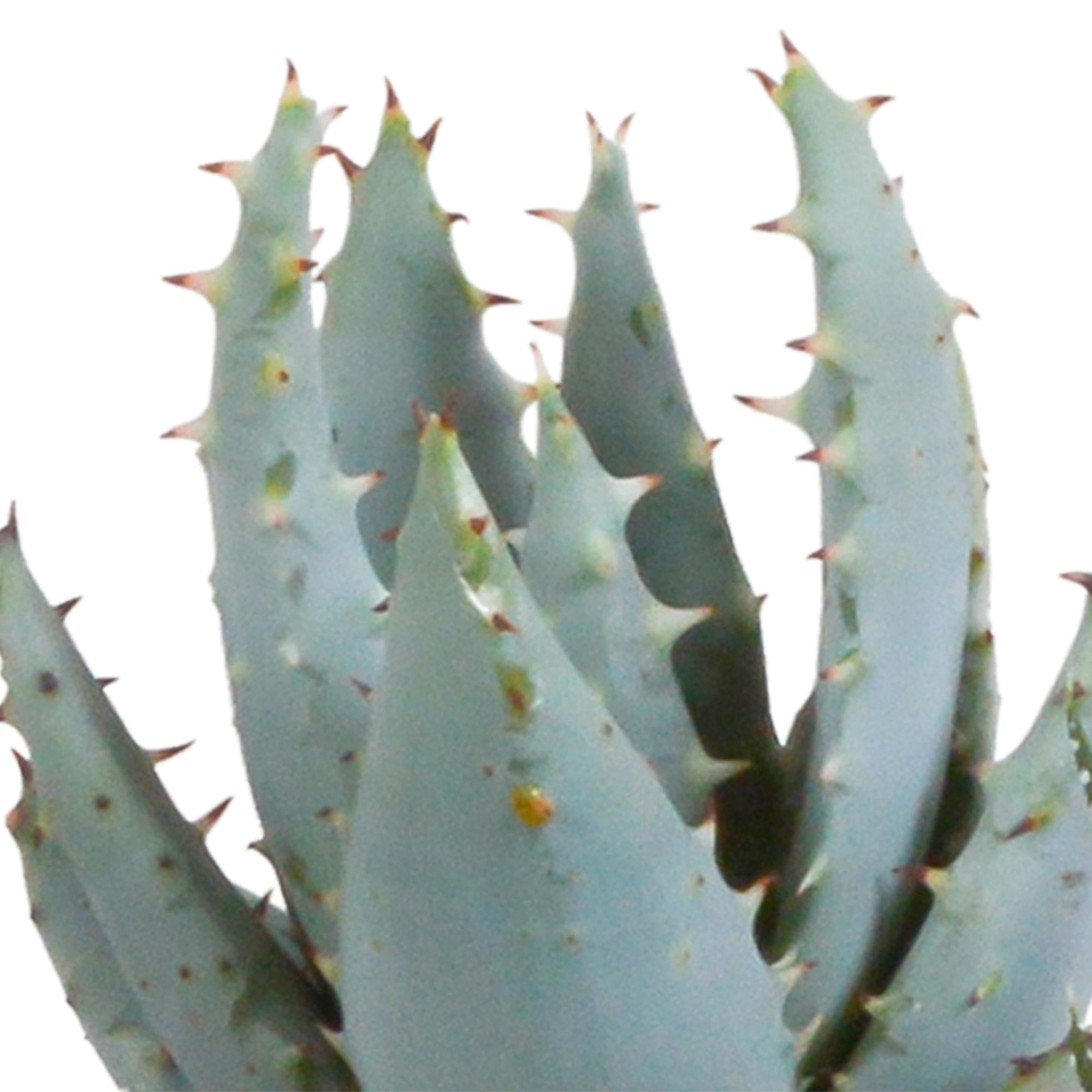 Gasteria/Haworthia mix 5,5cm - 5x - in terracotta pot