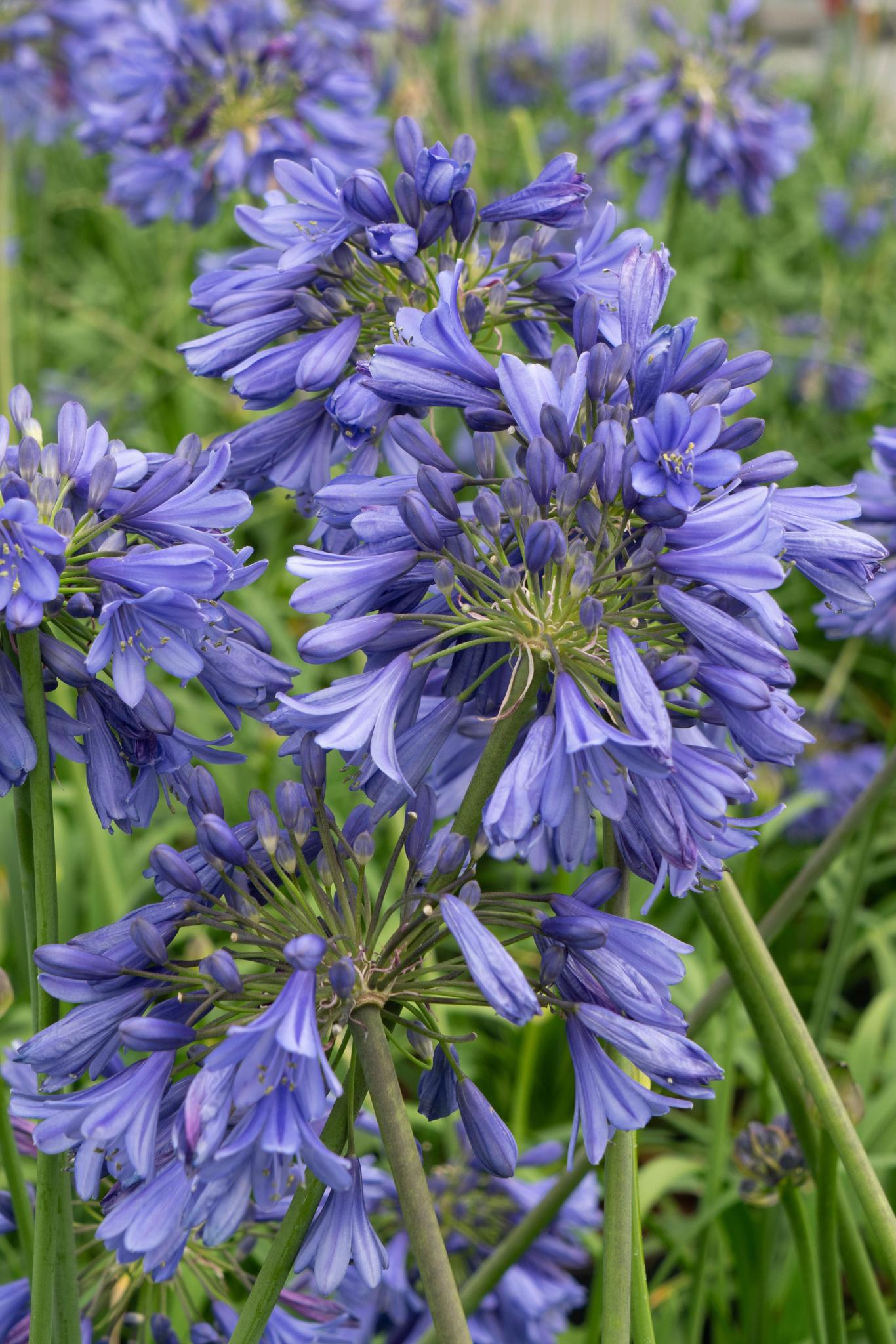 Agapanthus 'Ever Sapphire' - ?30cm - Ø19