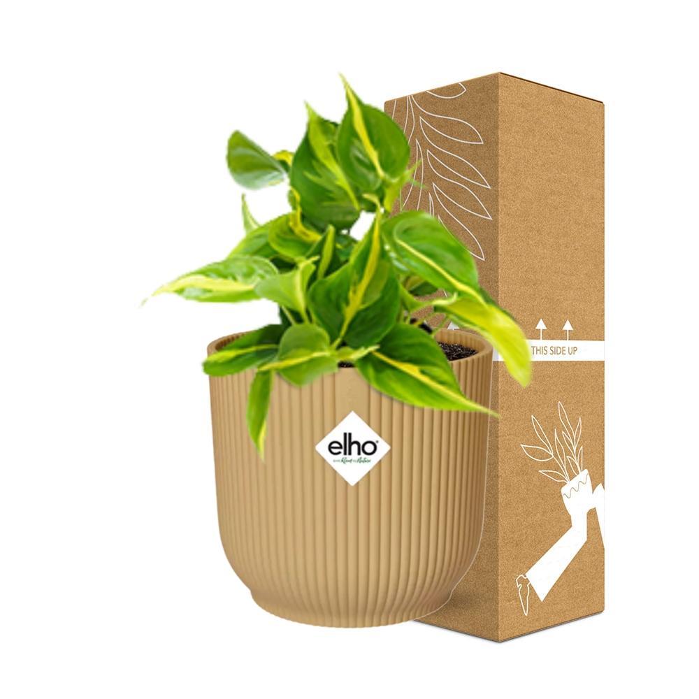 Philodendron Scandens 'Brasil' in ELHO Vibes Fold 14cm geel