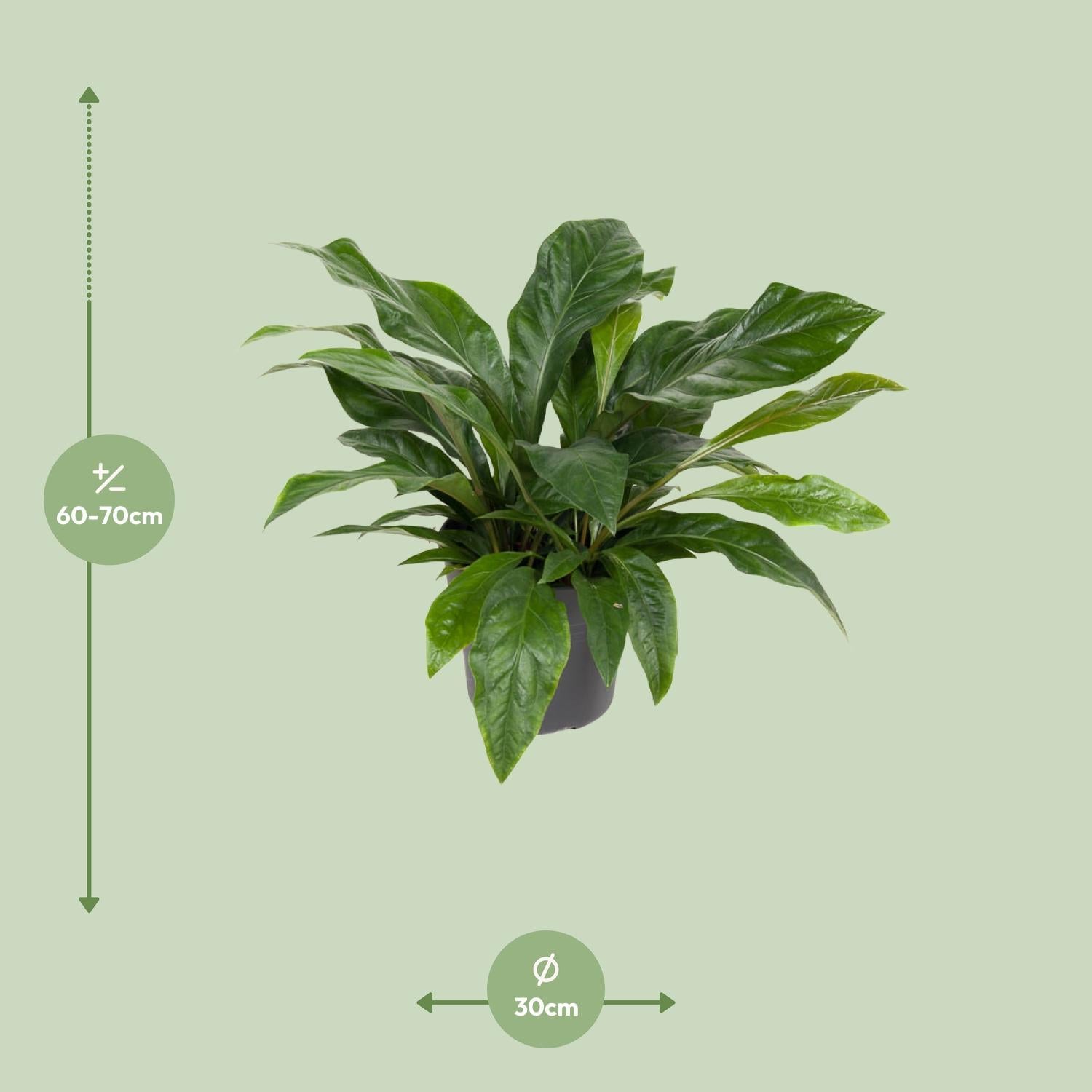 Anthurium Jungle Struik - Ø30cm - ↕70cm
