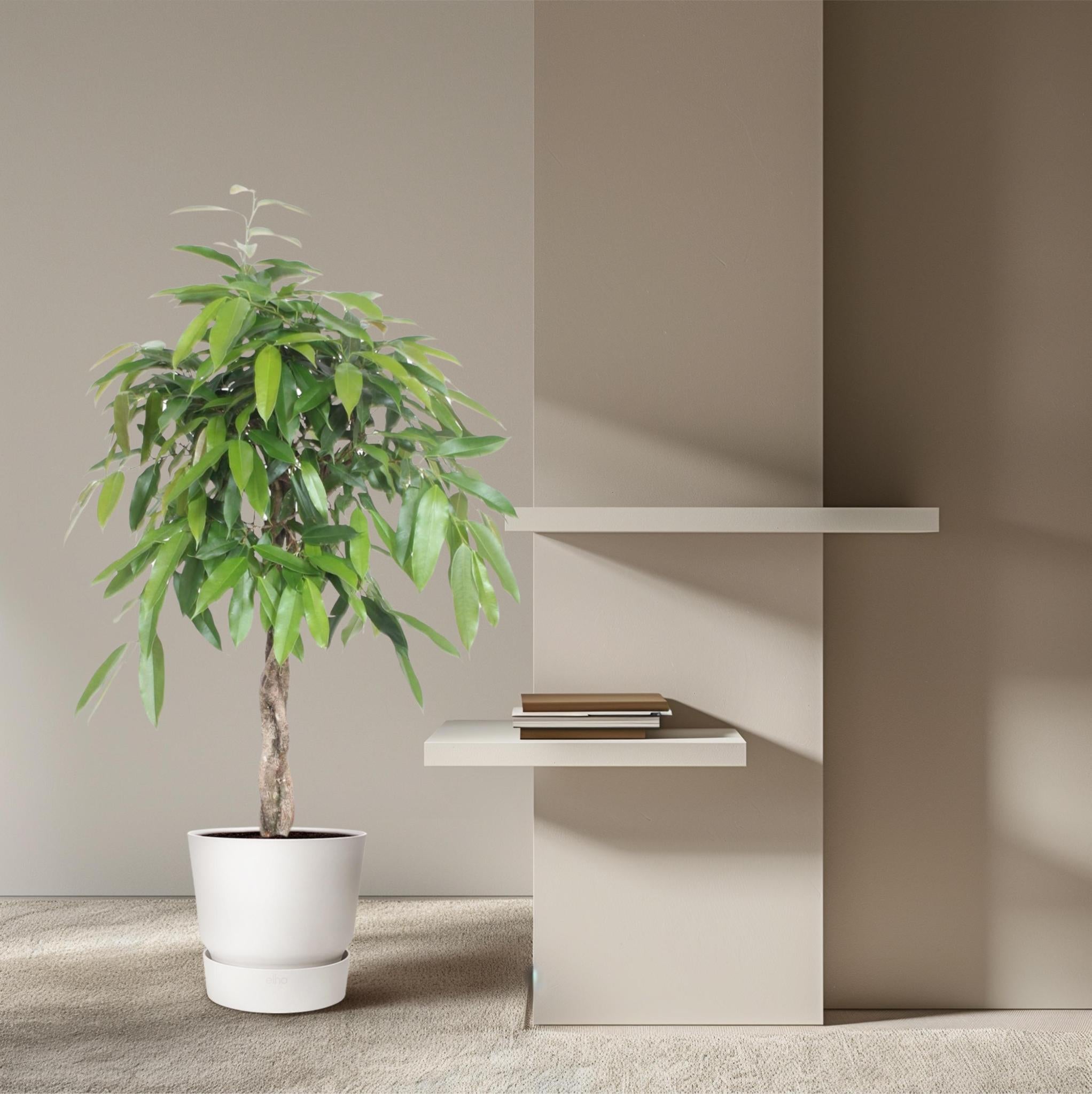 Ficus Amstel King gevlochten stam - 140 cm - ø30
