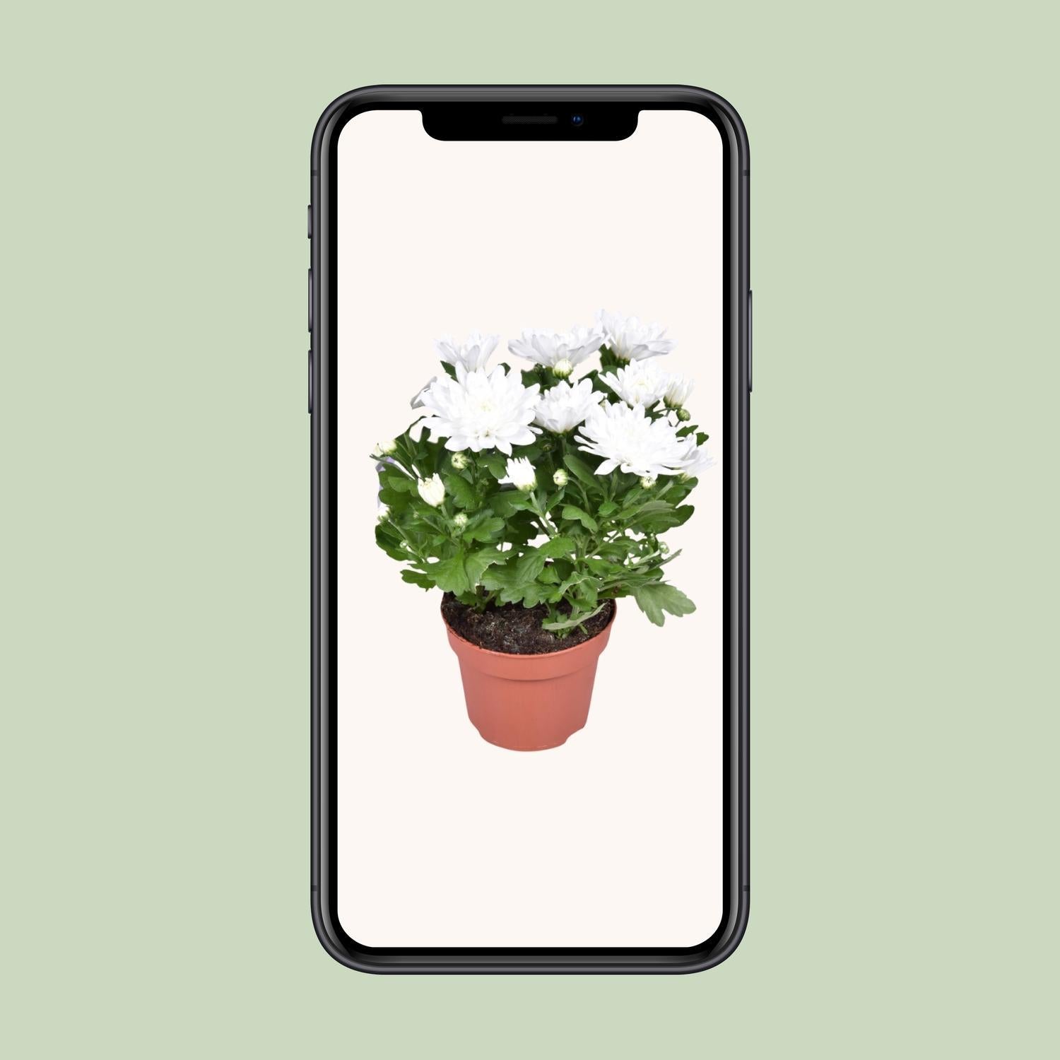 Chrysant Brave - Ø12cm - ↕26cm