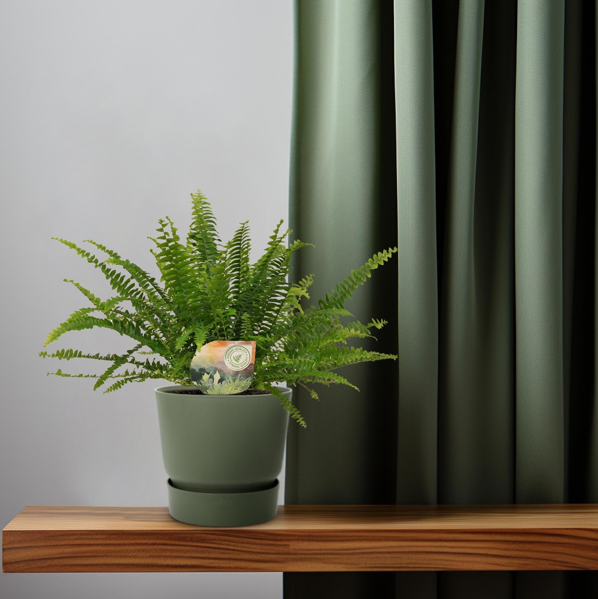Nephrolepis Groene Dame - Ø12cm - 30cm