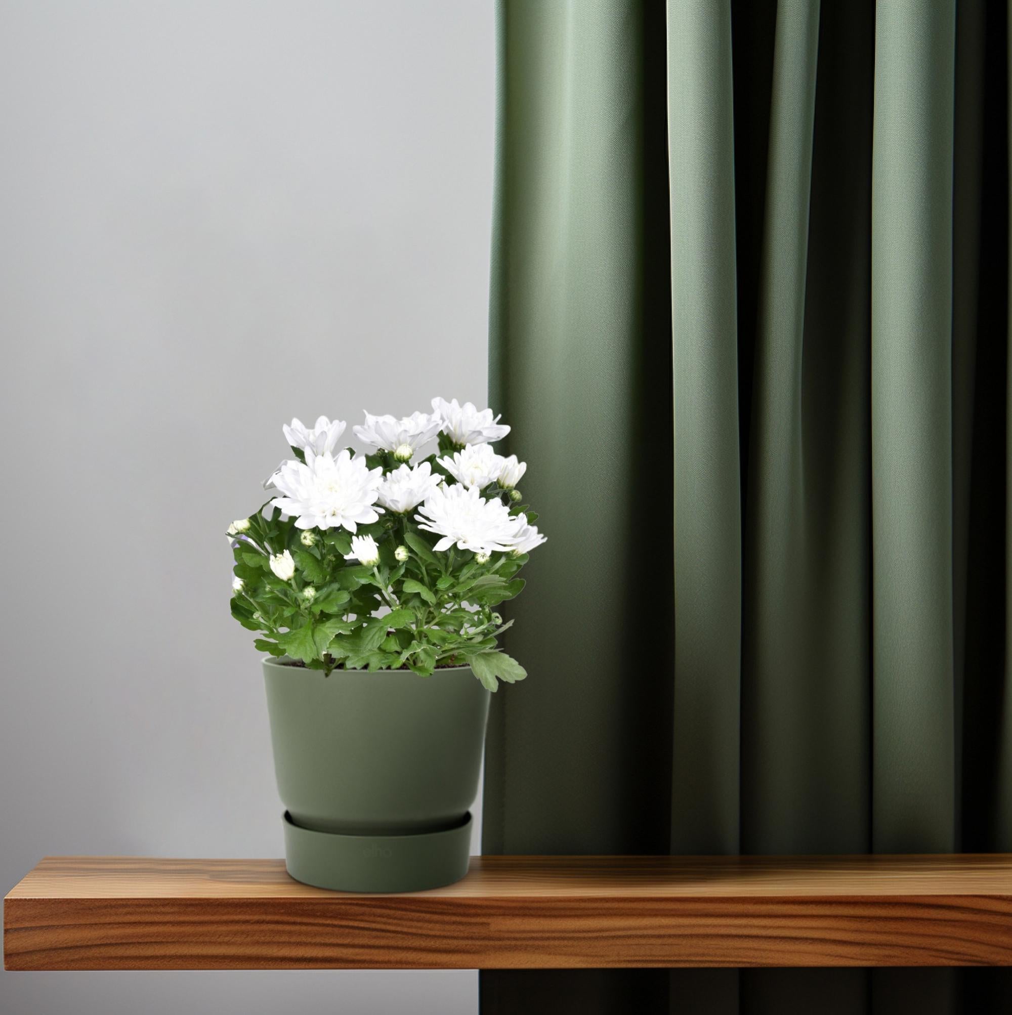 Chrysant Brave - Ø12cm - ↕26cm