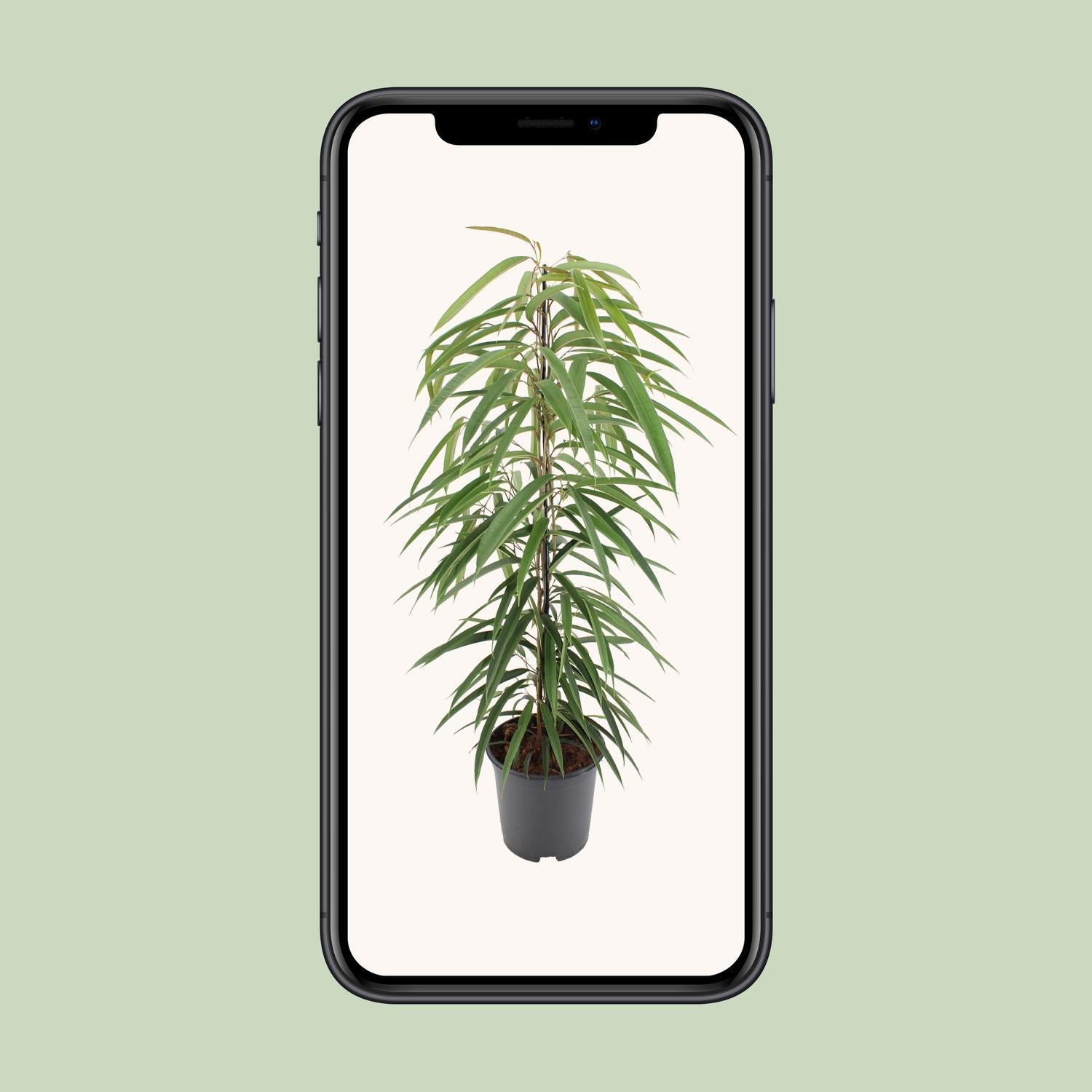 Ficus Binnendijkii Alii - 80cm - 21Ø