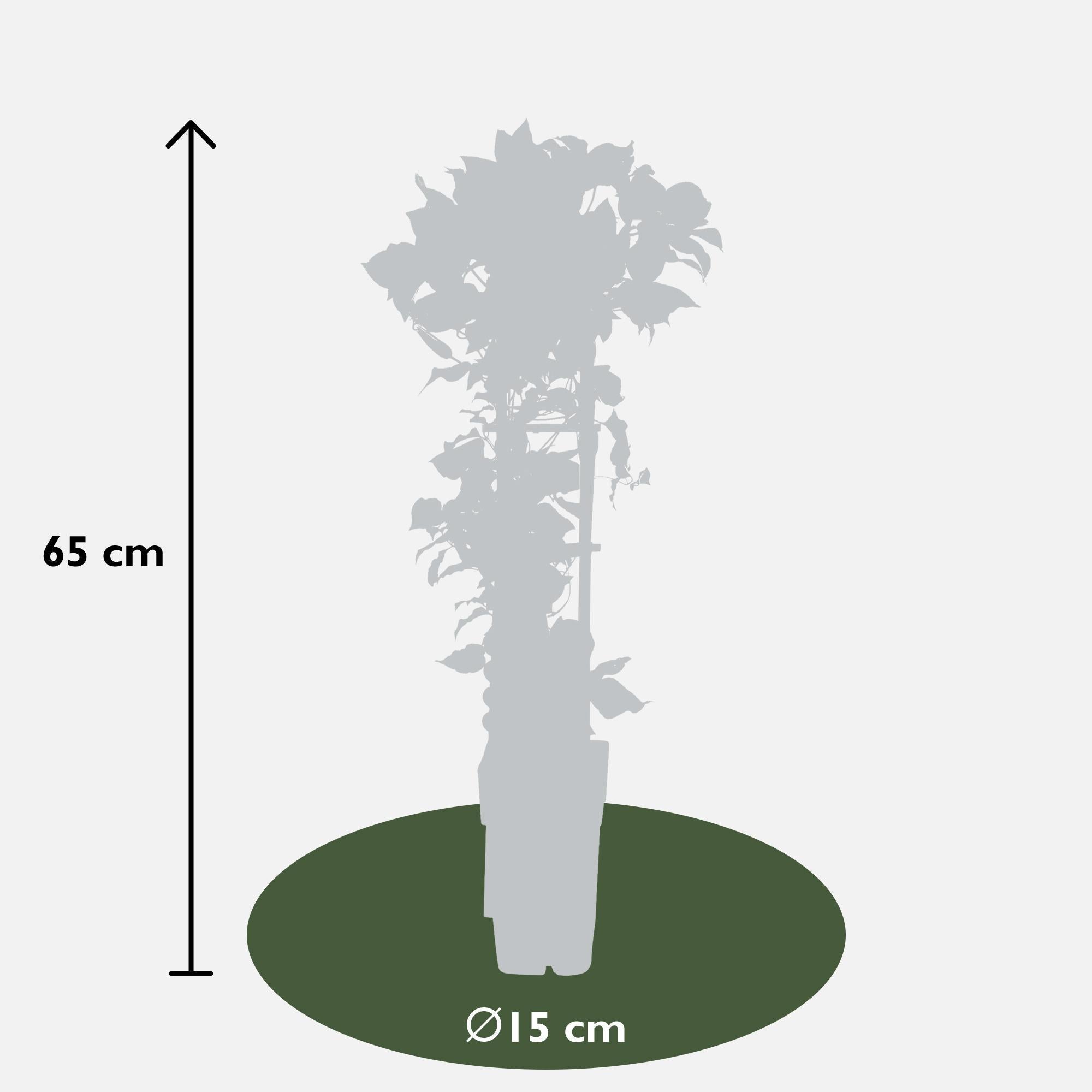 Clematis Nubia - Clematis Evison Rood - Ø15 - ?65cm