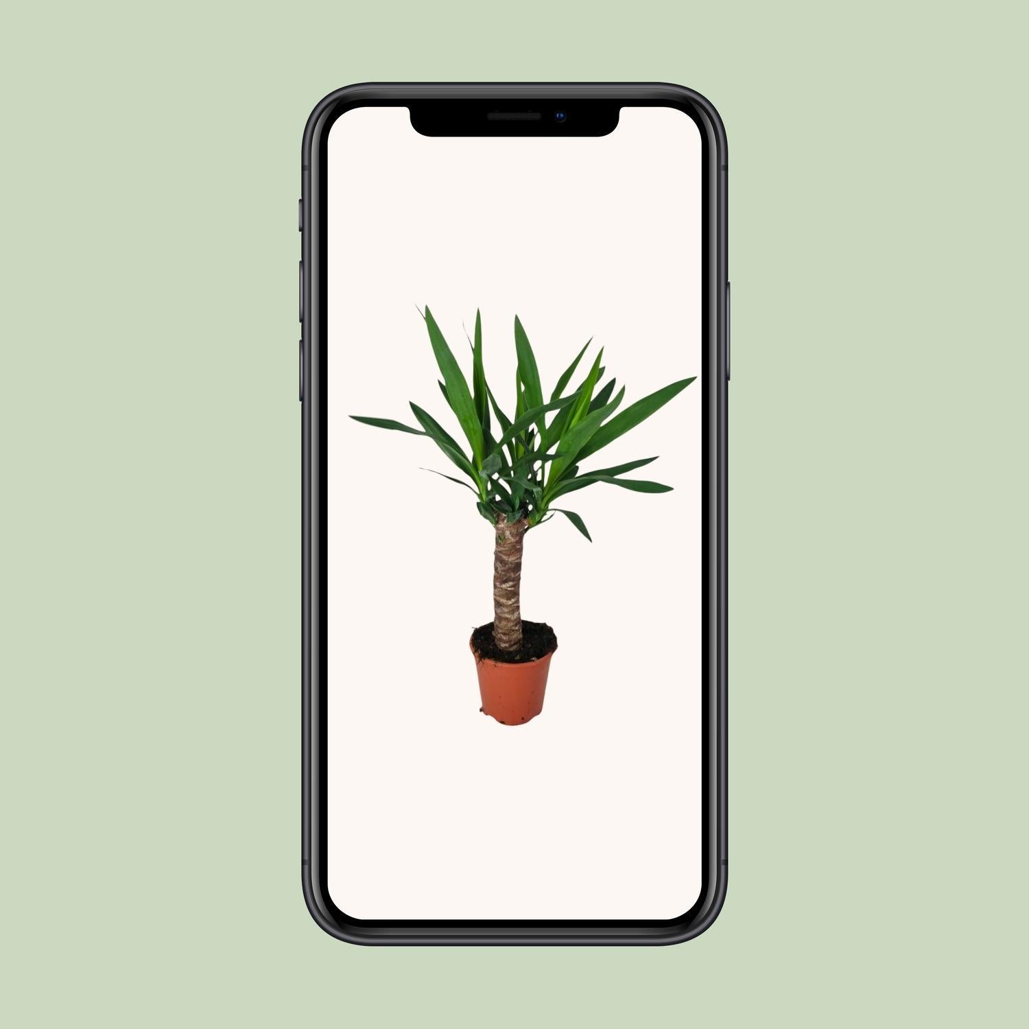 Yucca-Ø14cm - ↕60cm