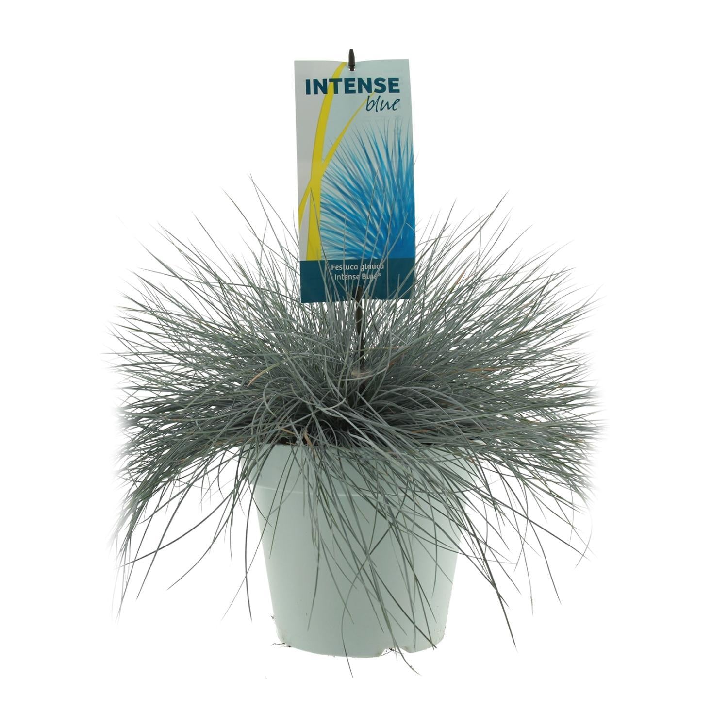 Festuca Glauca Intens Blauw - Ø23cm - ↕50cm