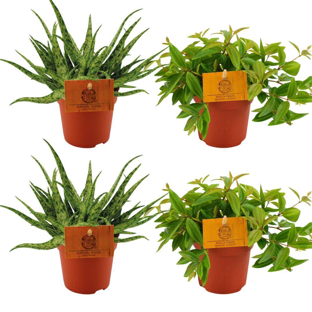2x Aloë Spin + 2x Peperomia Ang. Rocca Vivace - 4 stuks - Ø10,5cm - ↕10cm