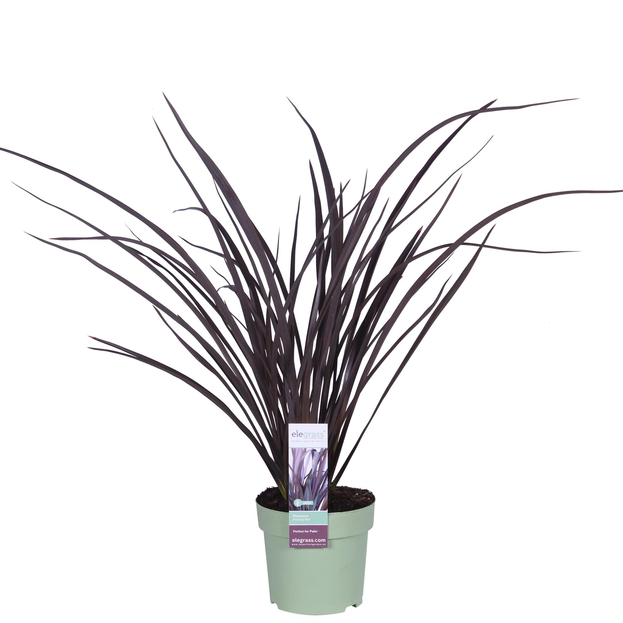 Phormium 'Rubra Nana' - ?50cm - Ø14