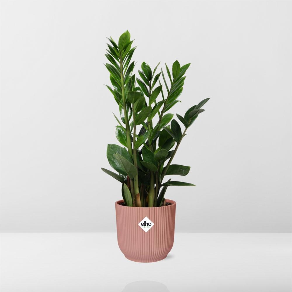 Zamioculcas – Hoogte 45-50 in ELHO Vibes Vouw 14cm roze