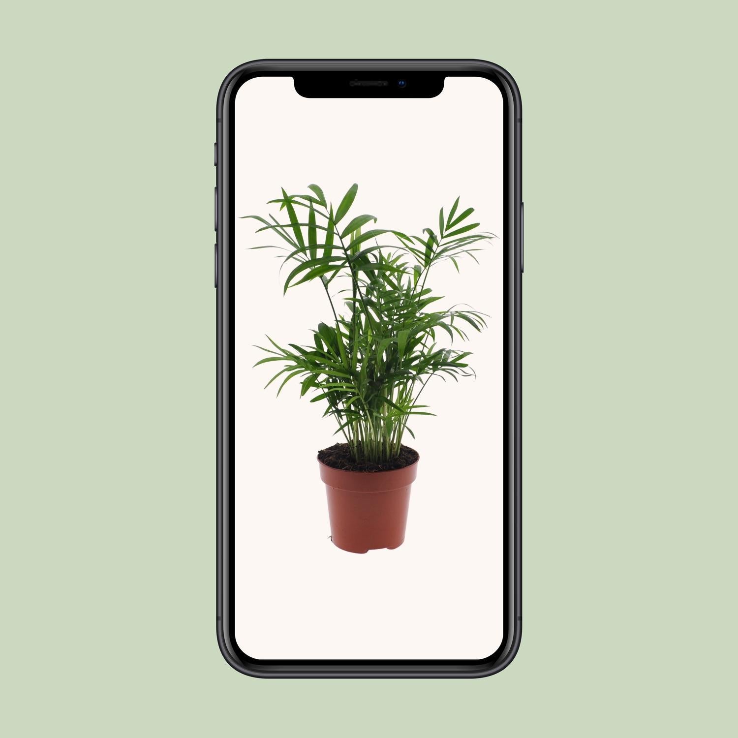 Chamaedorea Elegans - Ø12 -?40cm