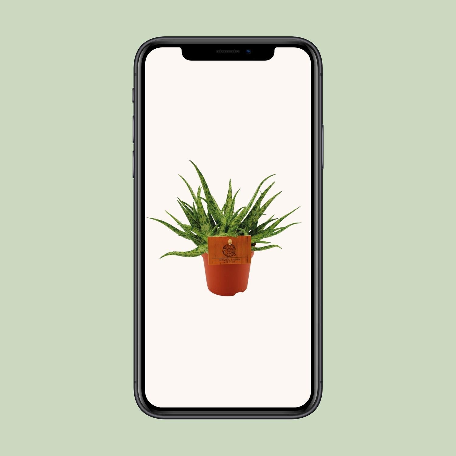 Aloë Spin - Ø10,5 ↕15