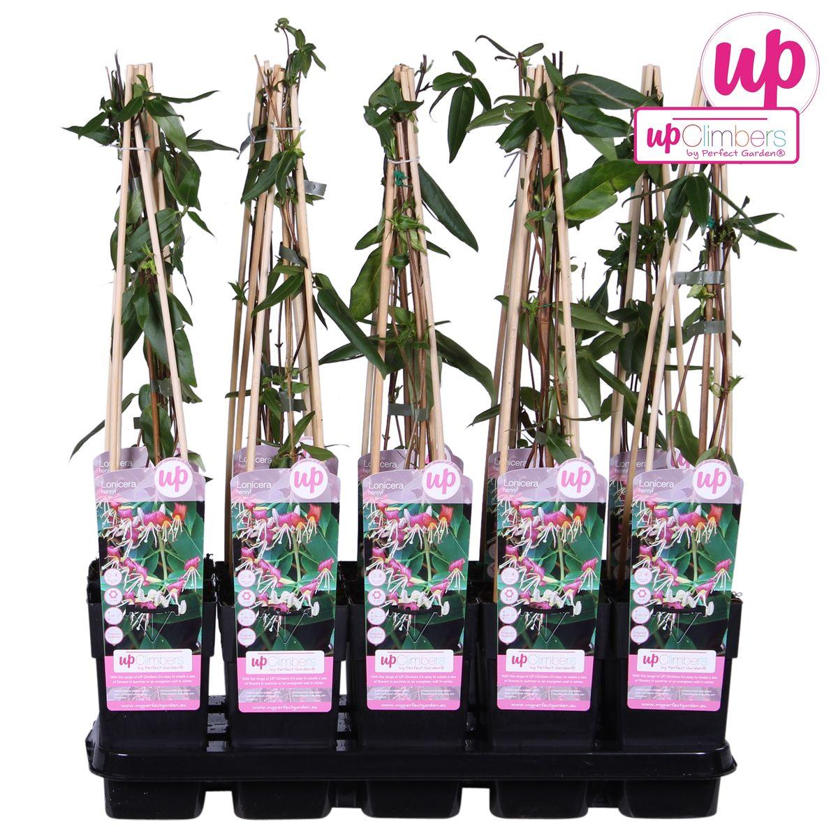 Lonicera henryi - ?65cm - Ø15