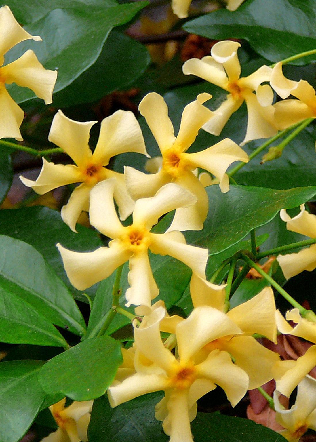 Trachelospermum 'Star of Toscana' - Toscaanse Jasmijn Geel