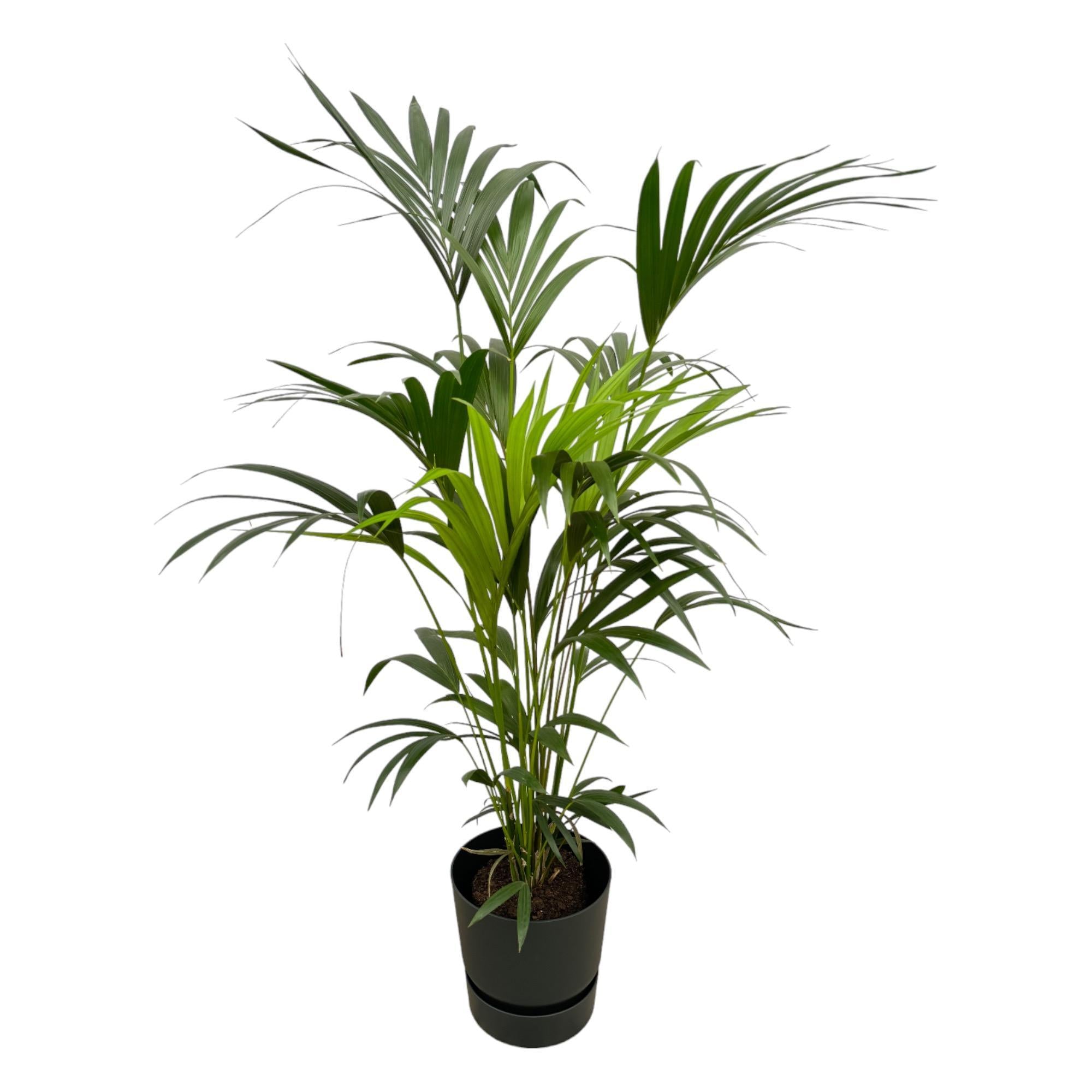 Kentiapalm inclusief elho Greenville Rond zwart - 160cm - Ø30