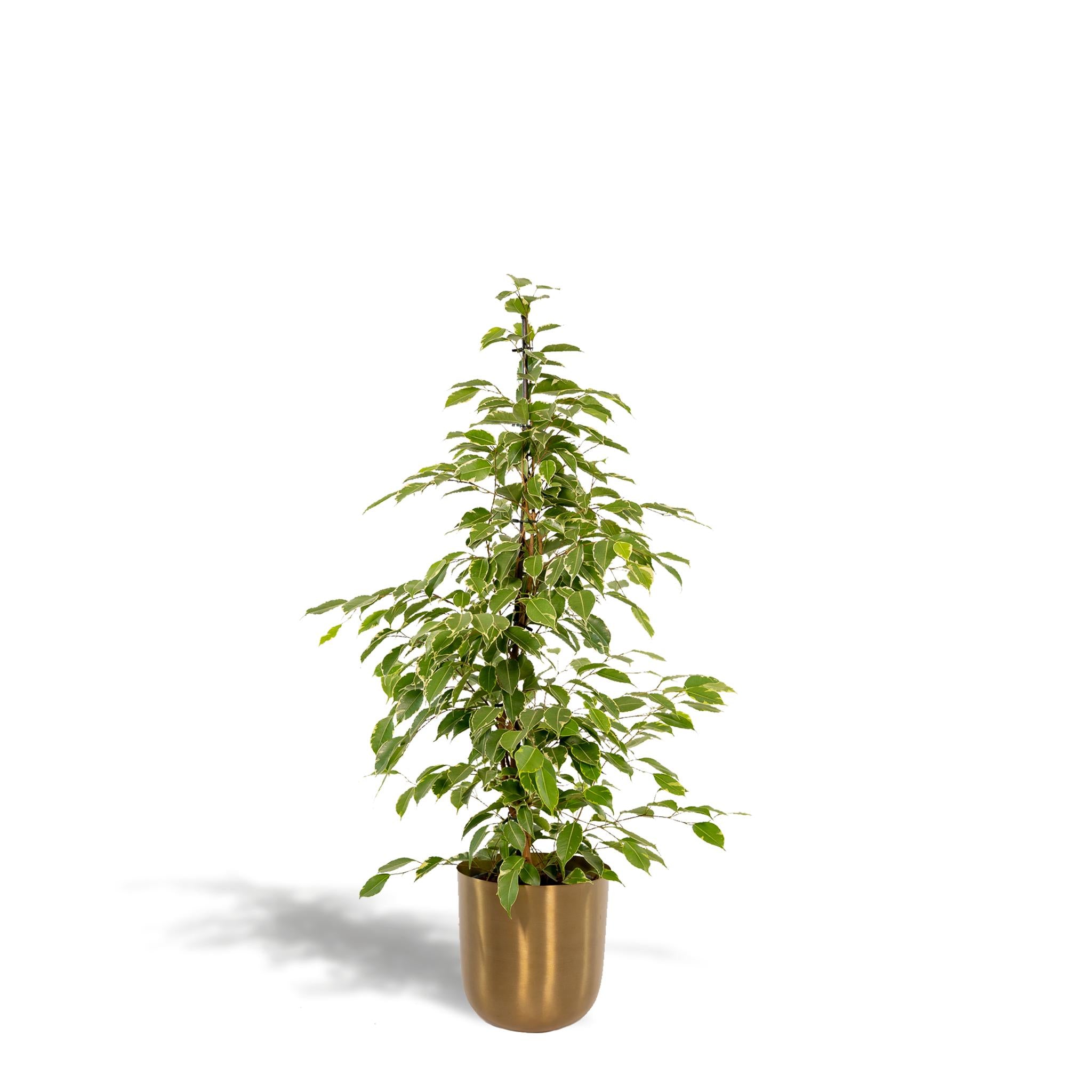 Ficus benjamina Goldenking - Ø21cm - ↕95cm + Topf Mayk Gold